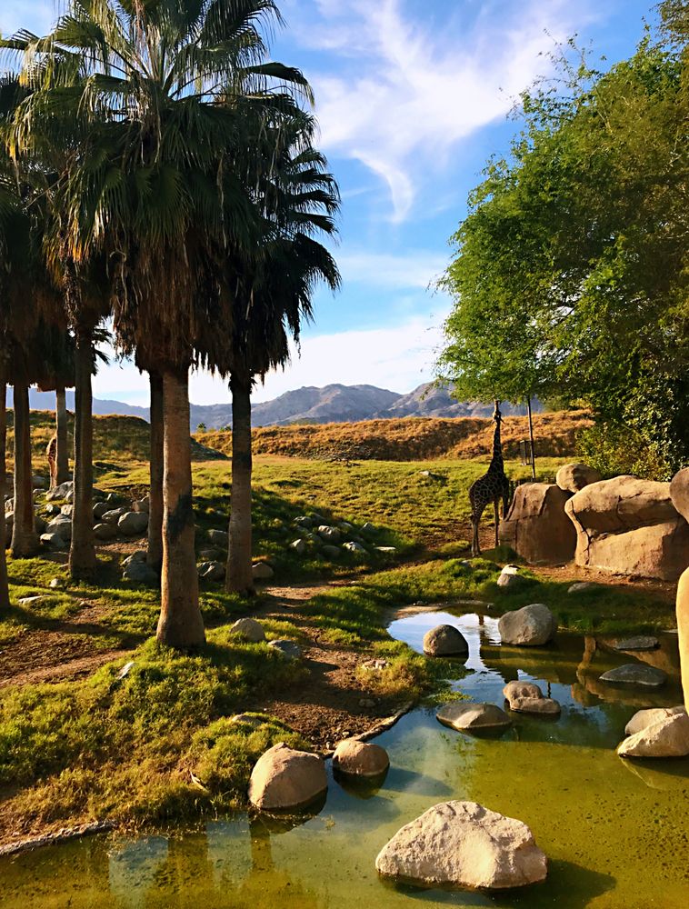 A giraffe near the water at Living Desert Zoo & Gardens.