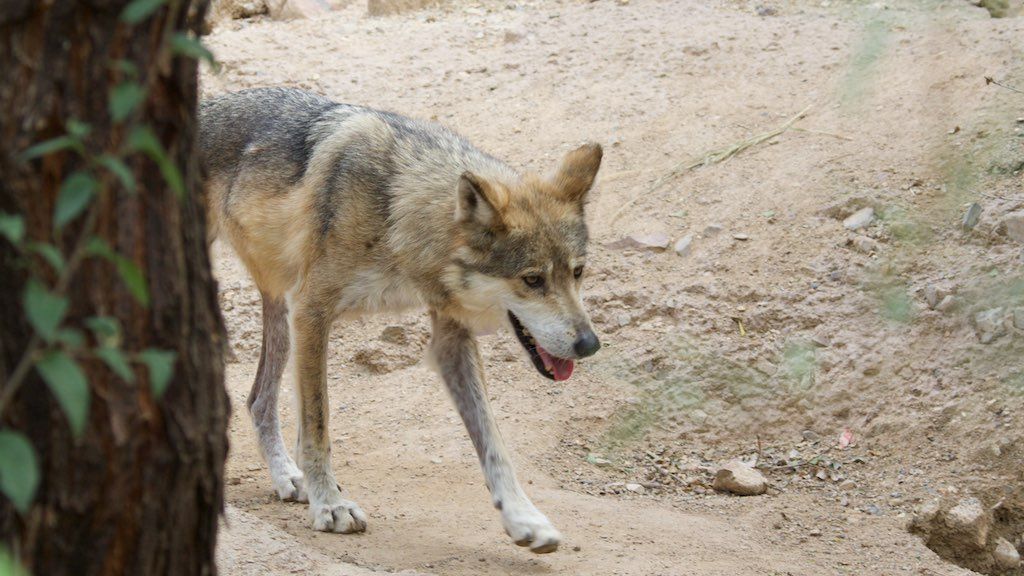 A Wolf photographed during Desert Wolf Tours