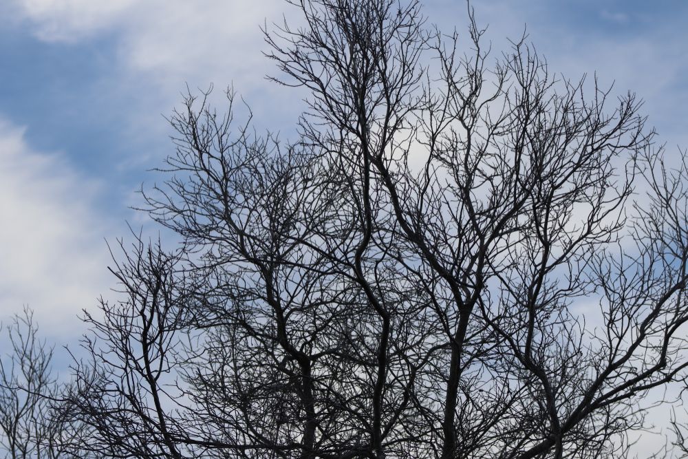 Tree at Dewees Island