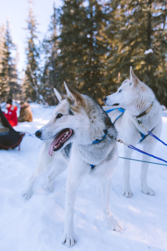 Dogs tied to the Sledges