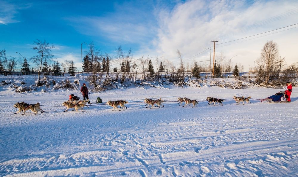 View of Dog Sledges
