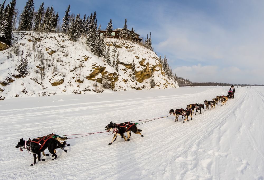 Dog Sledges on the snow covered slopes