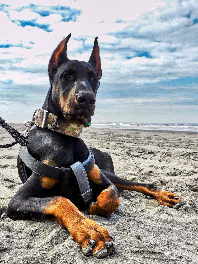 Dog in Long Beach