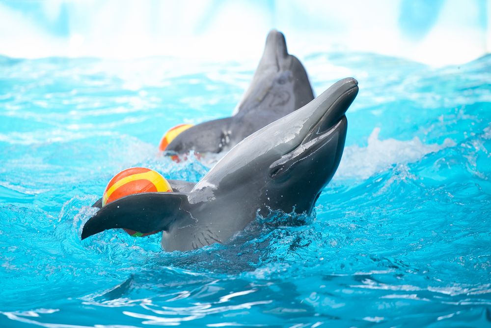 Dolphin show