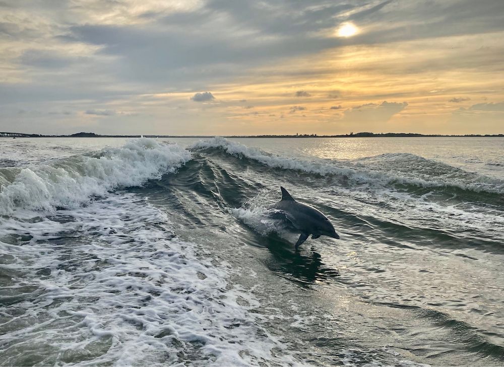 Dolphin emerging from the ocean