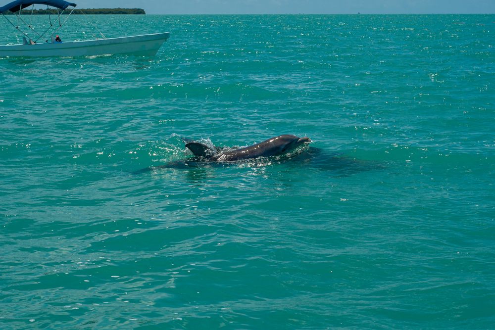 Dolphin at Tulum Akumal