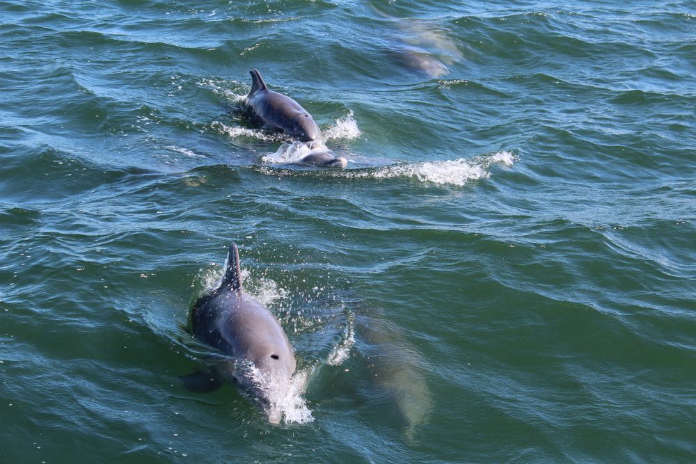 Dolphins in Port Aransas