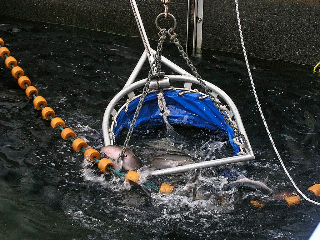 Collecting salmon at Douglas Island Pink and Chum