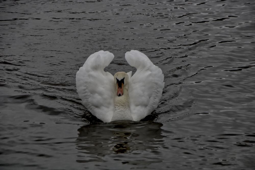 Beautiful swan swimmng at Drinkfield Marsh Nature Reserve