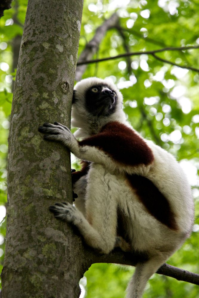 Coquerel's sifaka on a tree at Duke Lemur Center
