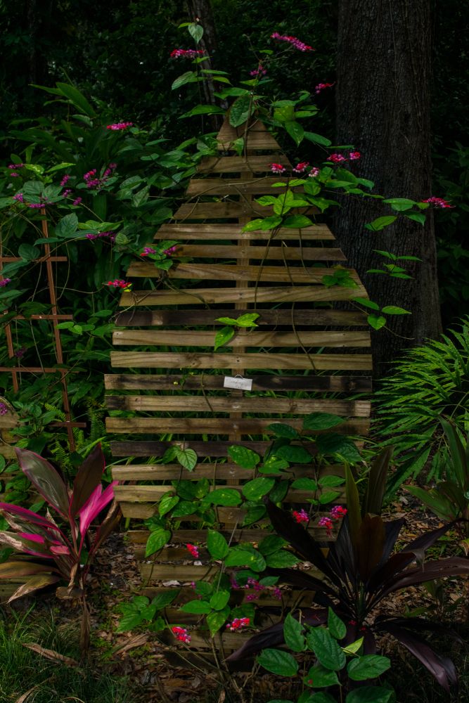 Flora at the Dunlawton Sugar Mill Gardens