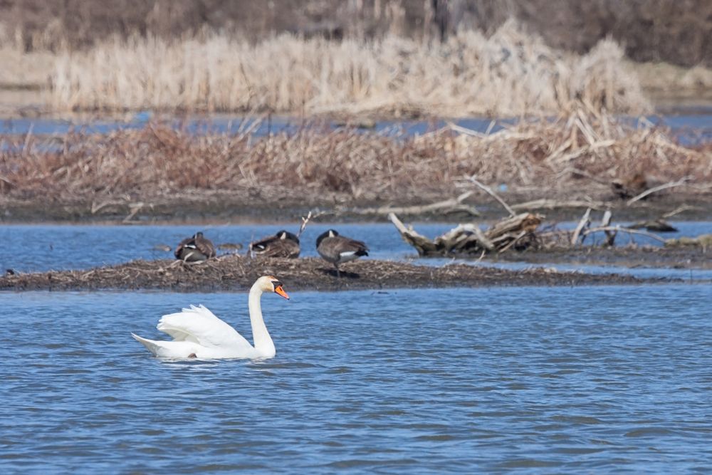 A swan in DuPage River