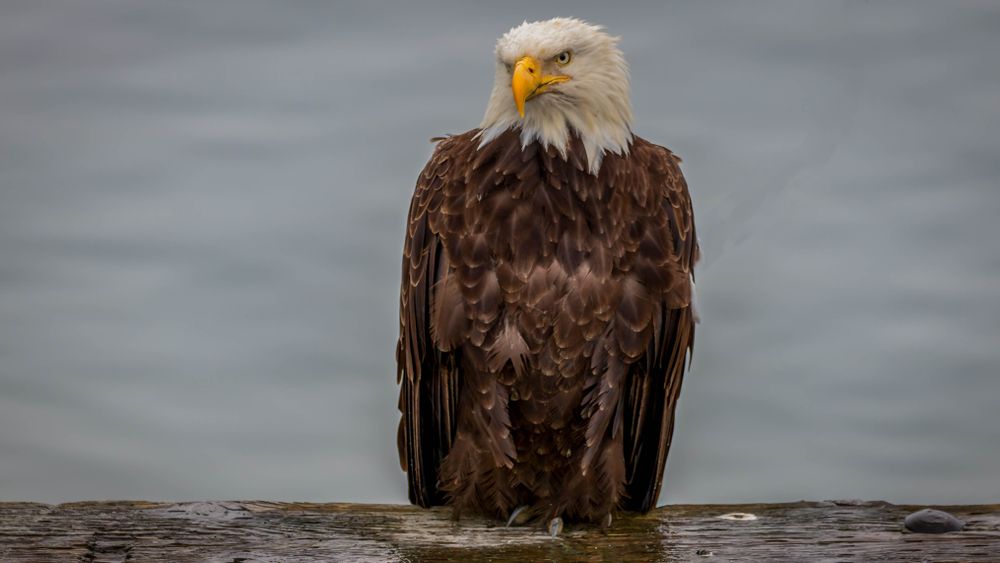 Closeup of an eagle at Eagle Beach