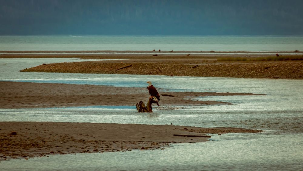 An eagle siting on a drift wood at Eagle Beach