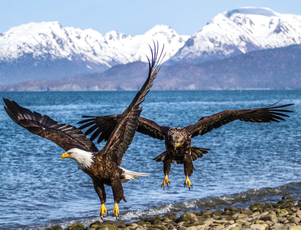 Eagles on Homer Bay