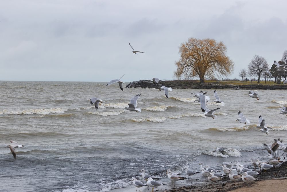 Seagulls at Edgewater Park in Cleveland