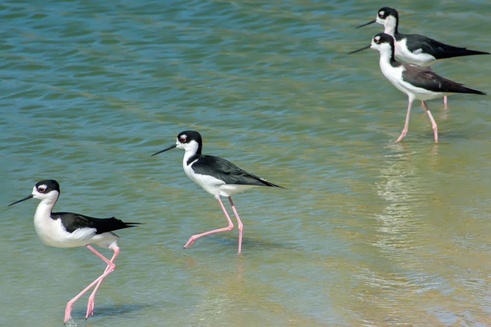 Birds at Edinburg Scenic Wetlands and World Birding Center