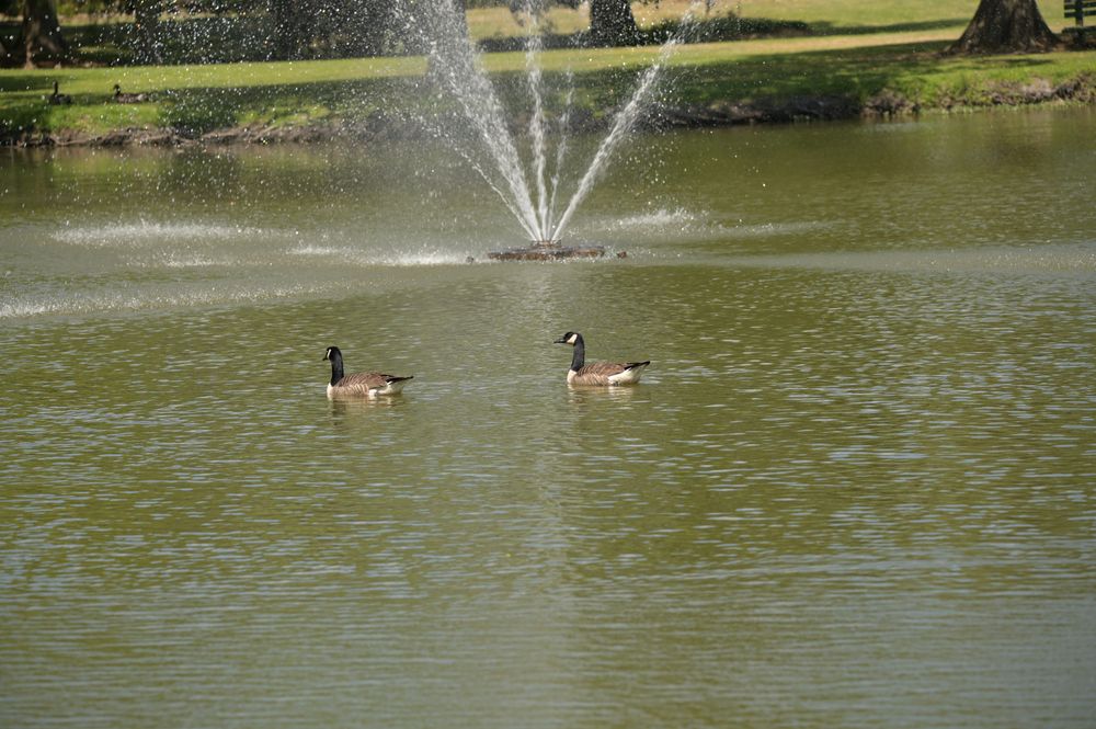 Geese swimming on a lake at Edisto Memorial Gardens