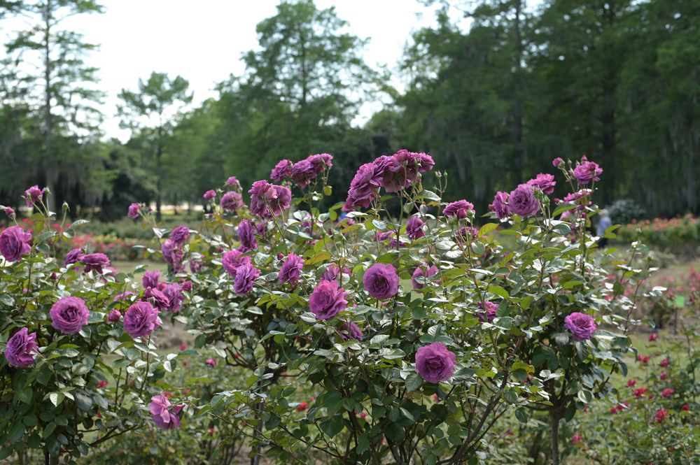 Unique lavender colored roses at Edisto Memorial Gardens