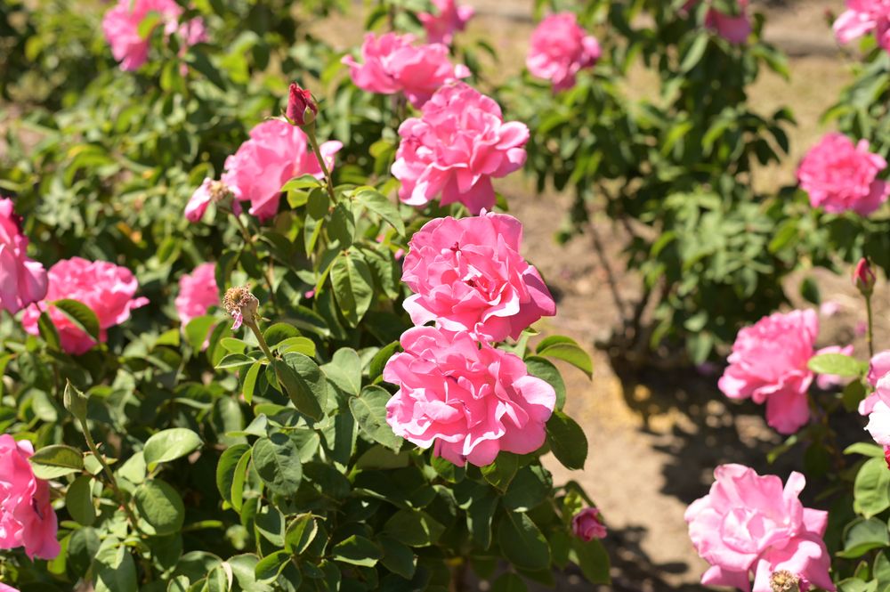 Lovely pink roses in Edisto Memorial Gardens