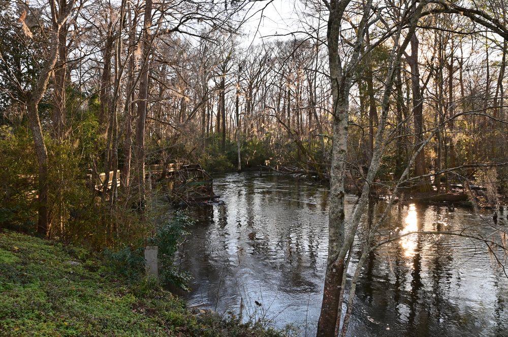 Landscape of Edisto River
