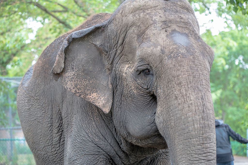 Elephant at Edmonton Valley Zoo