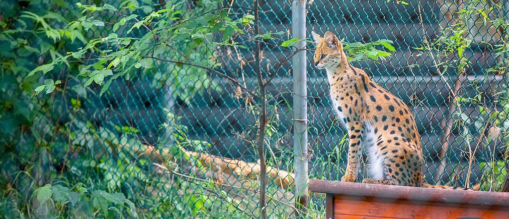 Edmonton Valley Zoo