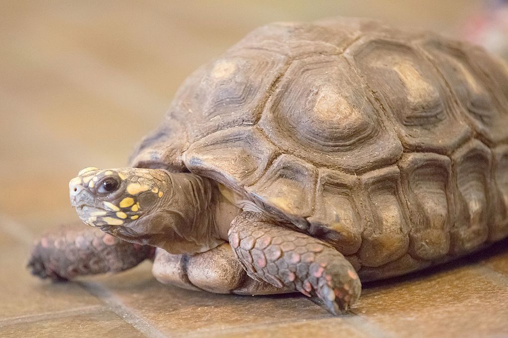 Edmonton Valley Zoo