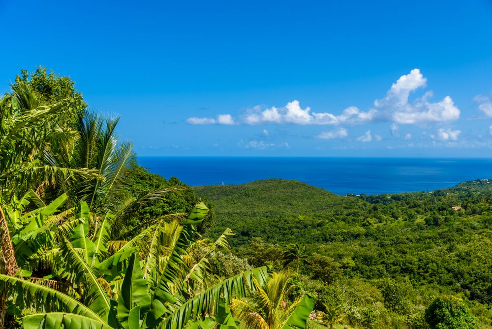 Lush greenery covering the Edmund Rain Forest Reserve