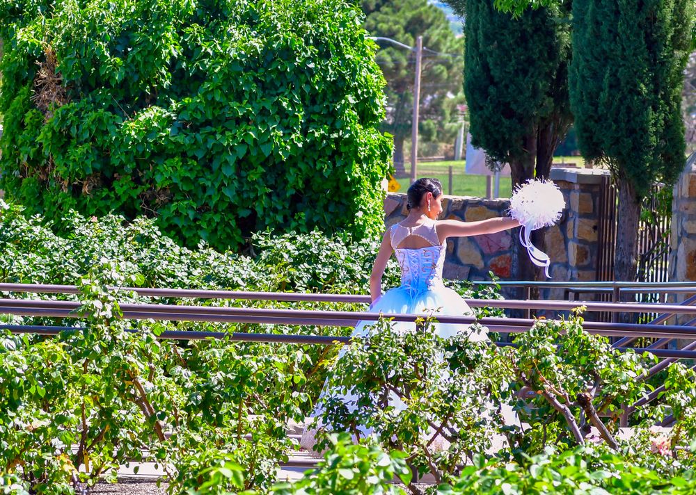 Bridal photoshoot at El Paso Municipal Rose Garden