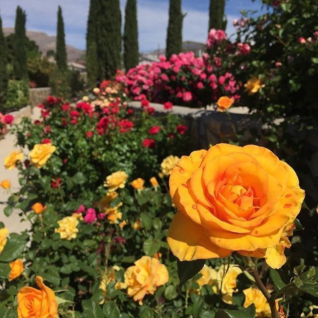 Colorful roses at El Paso Municipal Rose Garden