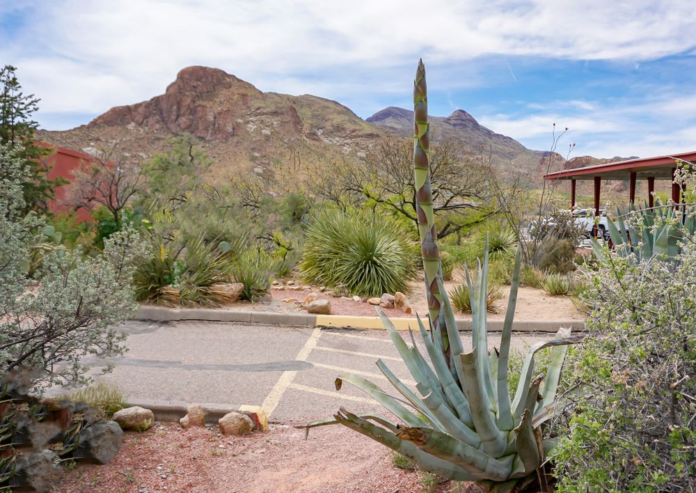 Landscape of El Paso Museum of Archaeology