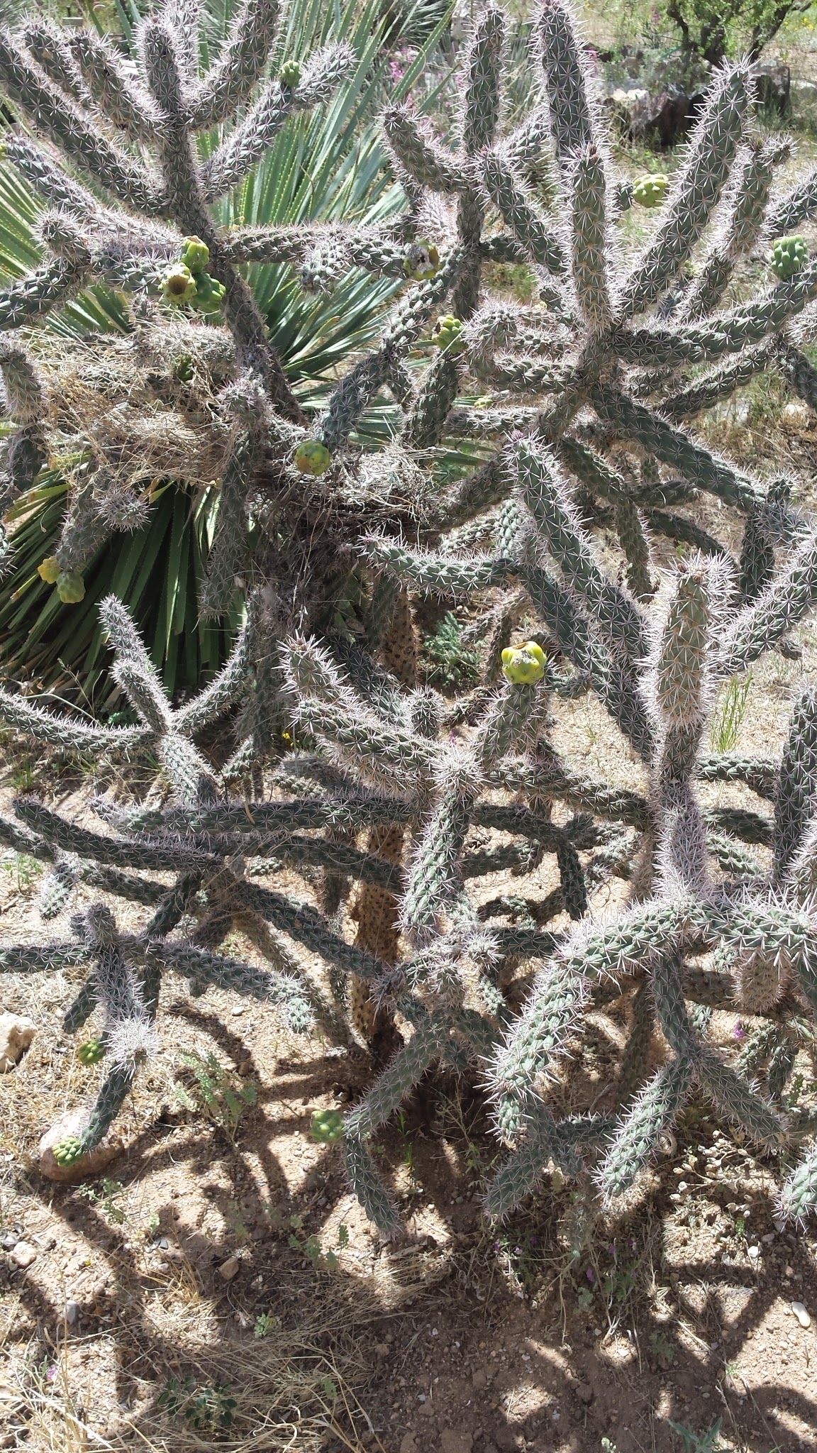 Thorny cactus at El Paso Museum of Archaeology