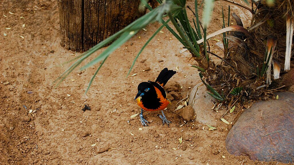 Pretty little bird at El Paso Zoo
