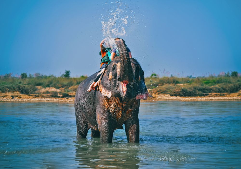 Elephant Jungle Sanctuary