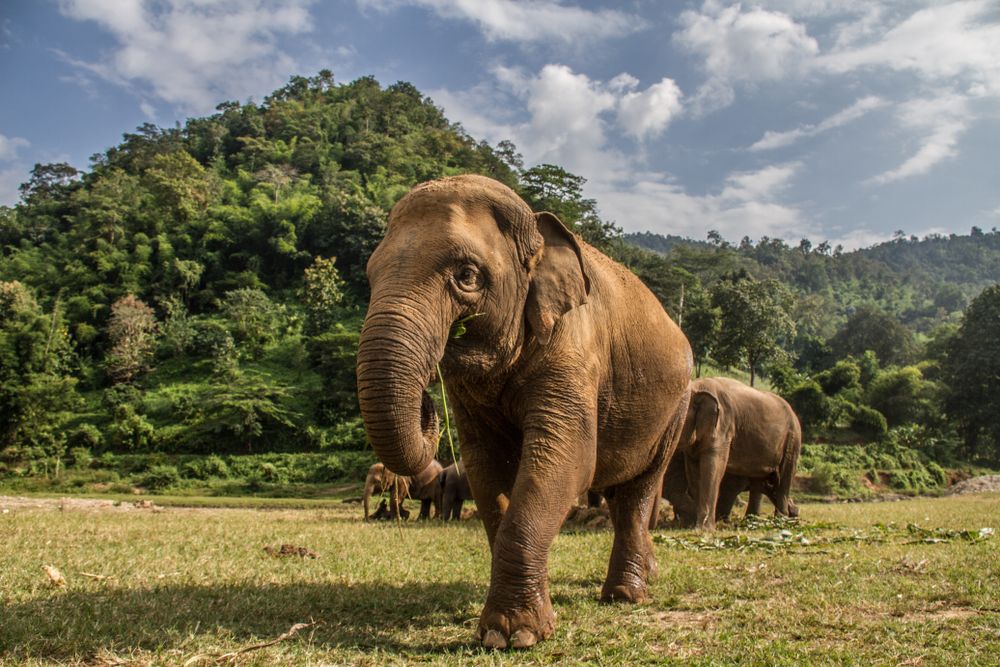Elephant Nature Park