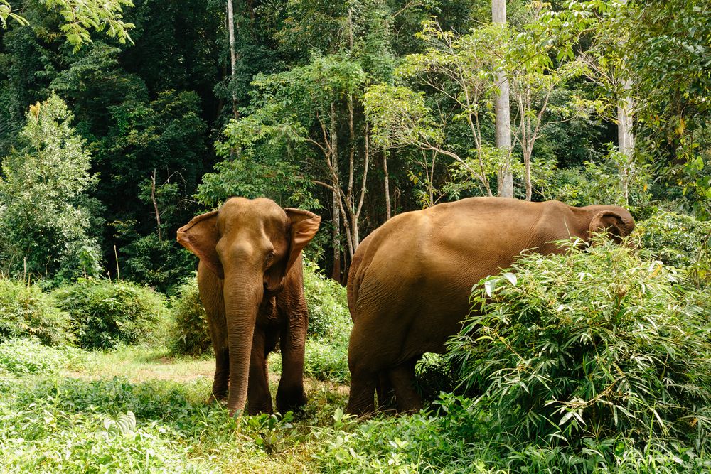 Elephants at Elephant Valley Project