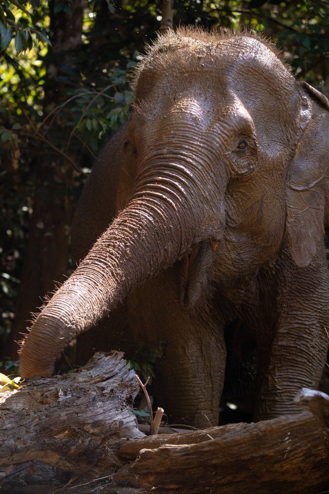 Elephant Valley Project