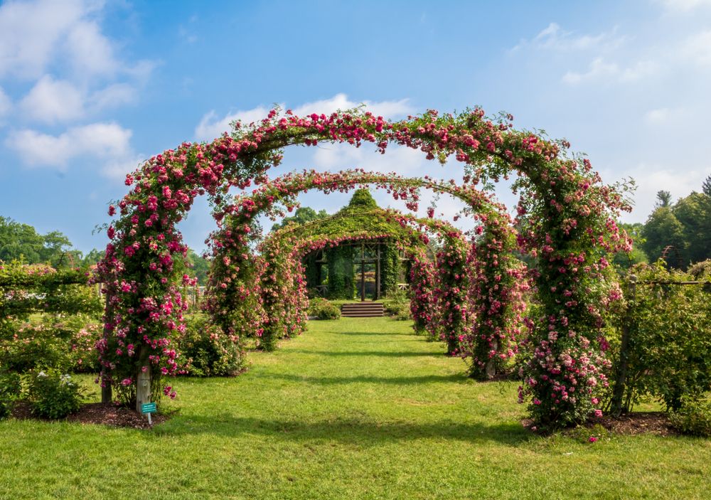 Rose arches at Elizabeth Park in Connecticut