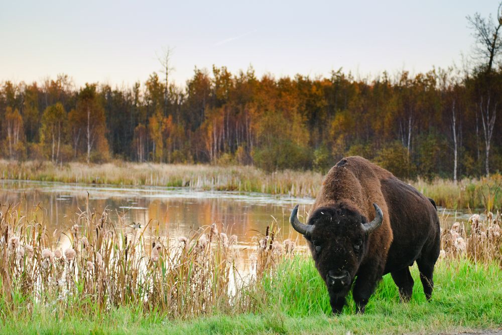 Bison at Elk Island National Park