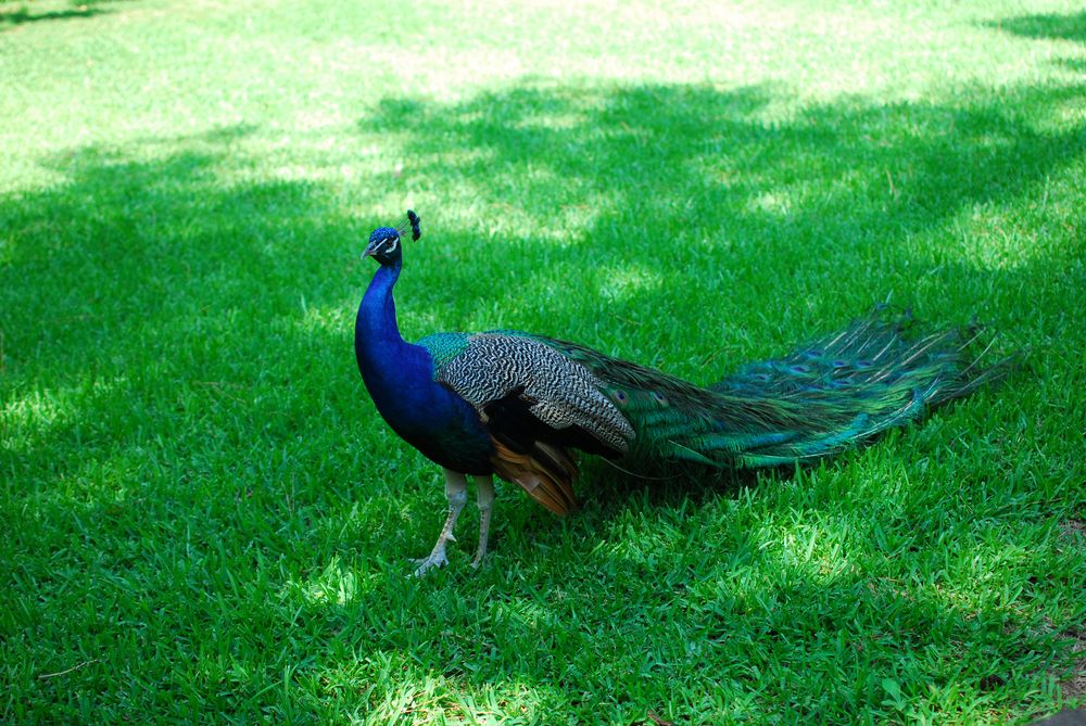 Vibrabt peacock at Ellen Trout Zoo