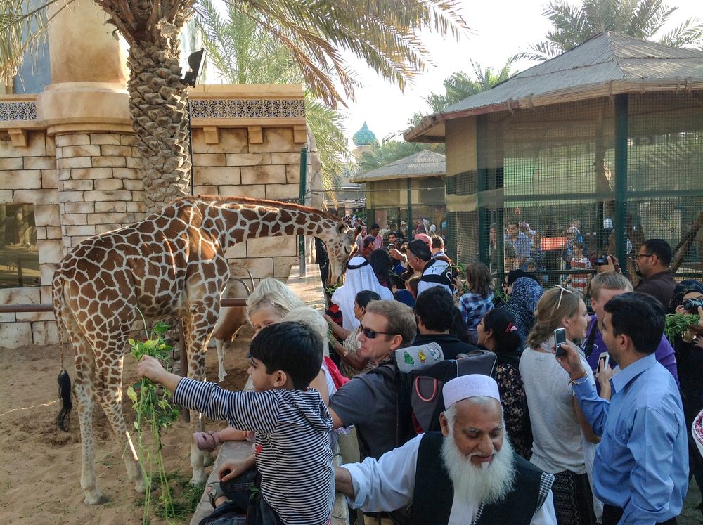 Tourists feeding the giraffe at Emirates Park Zoo