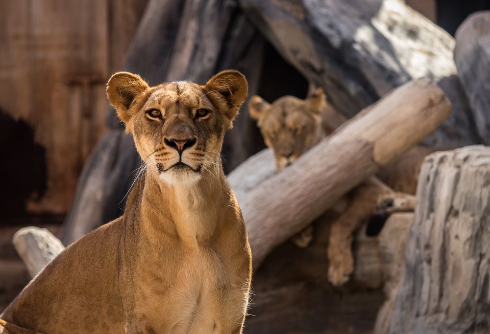 Lion at Emirates Park Zoo
