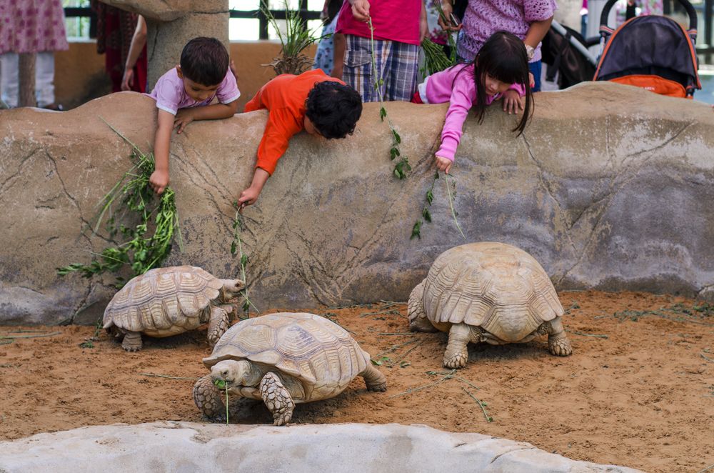 Kids feeding the turtles at Emirates Park Zoo