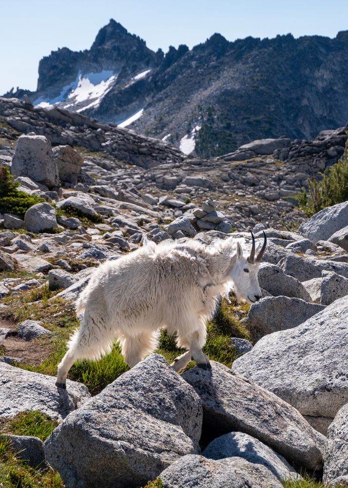 A white goat climbing over the rocks near Enchantment Lakes