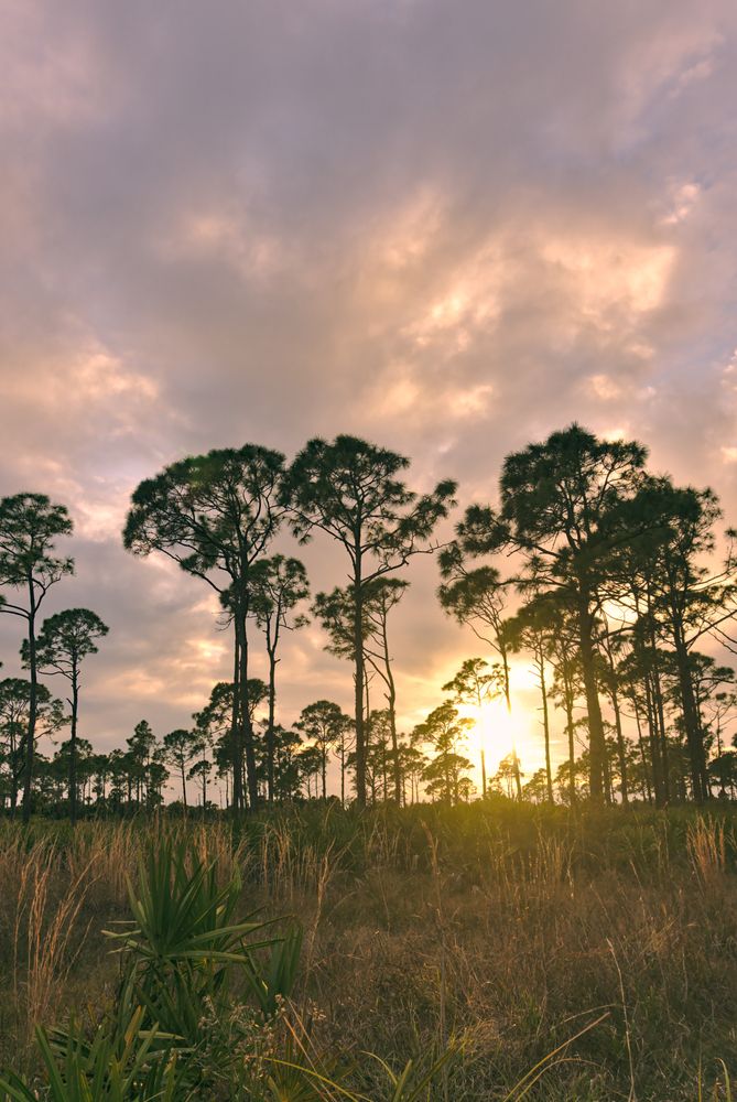 Tall trees at Estero Bay Preserve State Park