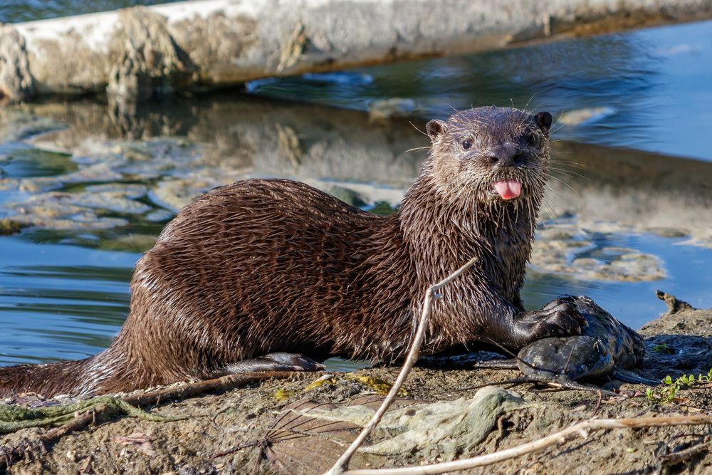 Wildlife at Everglades National Park