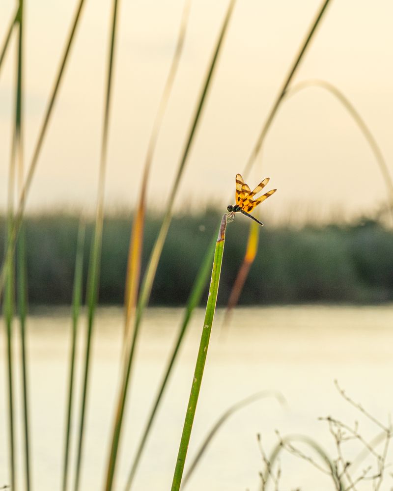 Insects at Everglades National Park