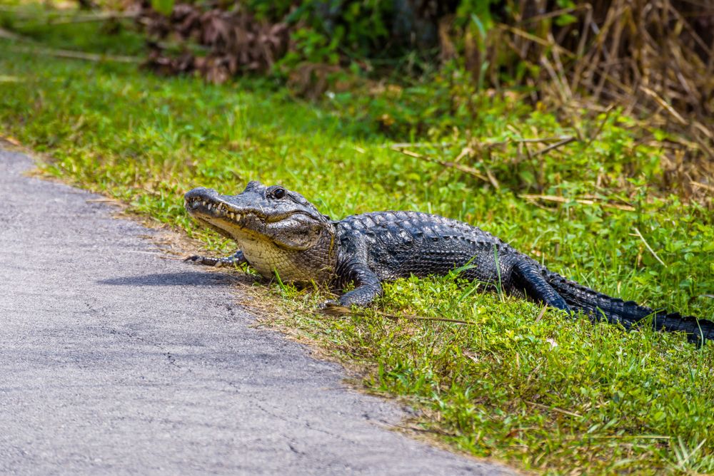 Alligator on the road at Everglades National Park, Florida