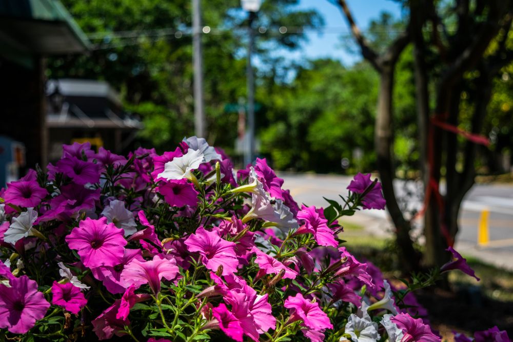 Pink flowers in Fairhope Downtown